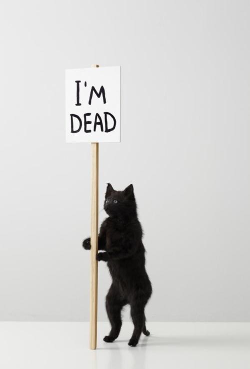 David Shrigley – I’m dead