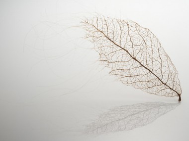 Jenine Shereos – Art Hair – leaf_02