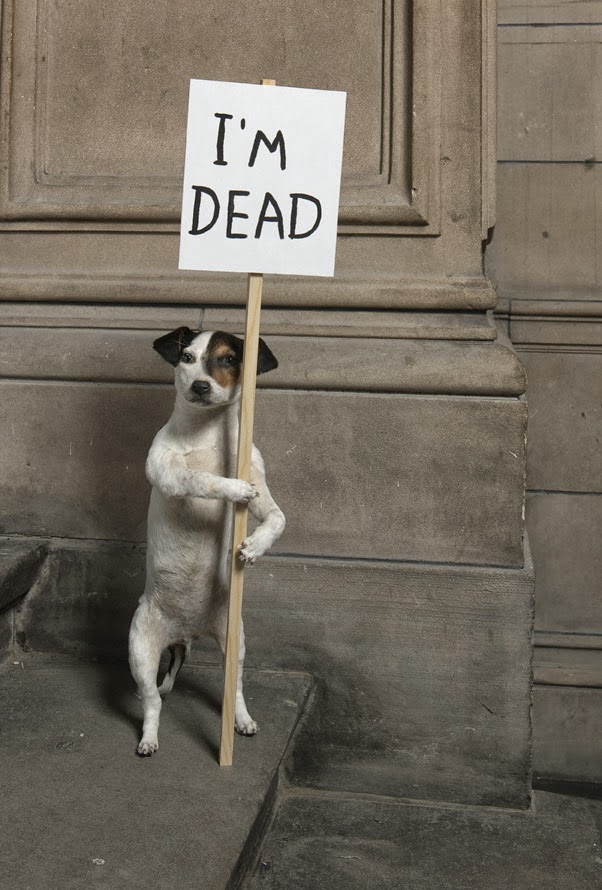 Dog, Im dead – http://ow.ly/pacVn