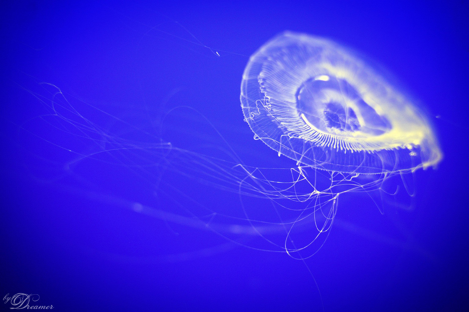 Max Lau – Jellyfish