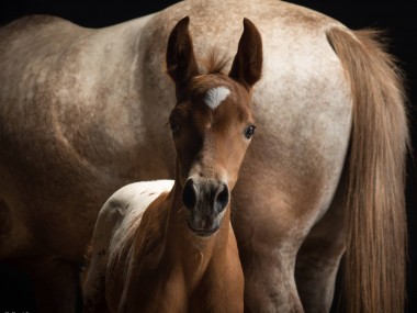 Paul Croes – Photographie animaliere, portraits studio – cheval