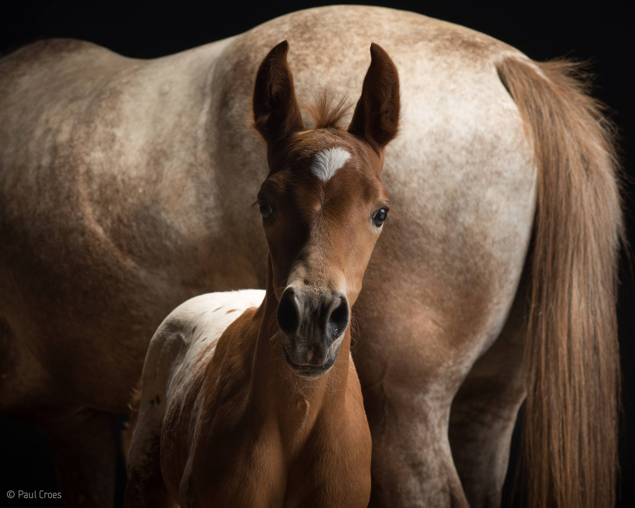 Paul Croes – Photographie animaliere, portraits studio – cheval