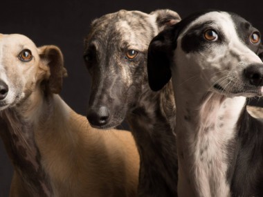 Paul Croes – Photographie animaliere, portraits studio – chiens