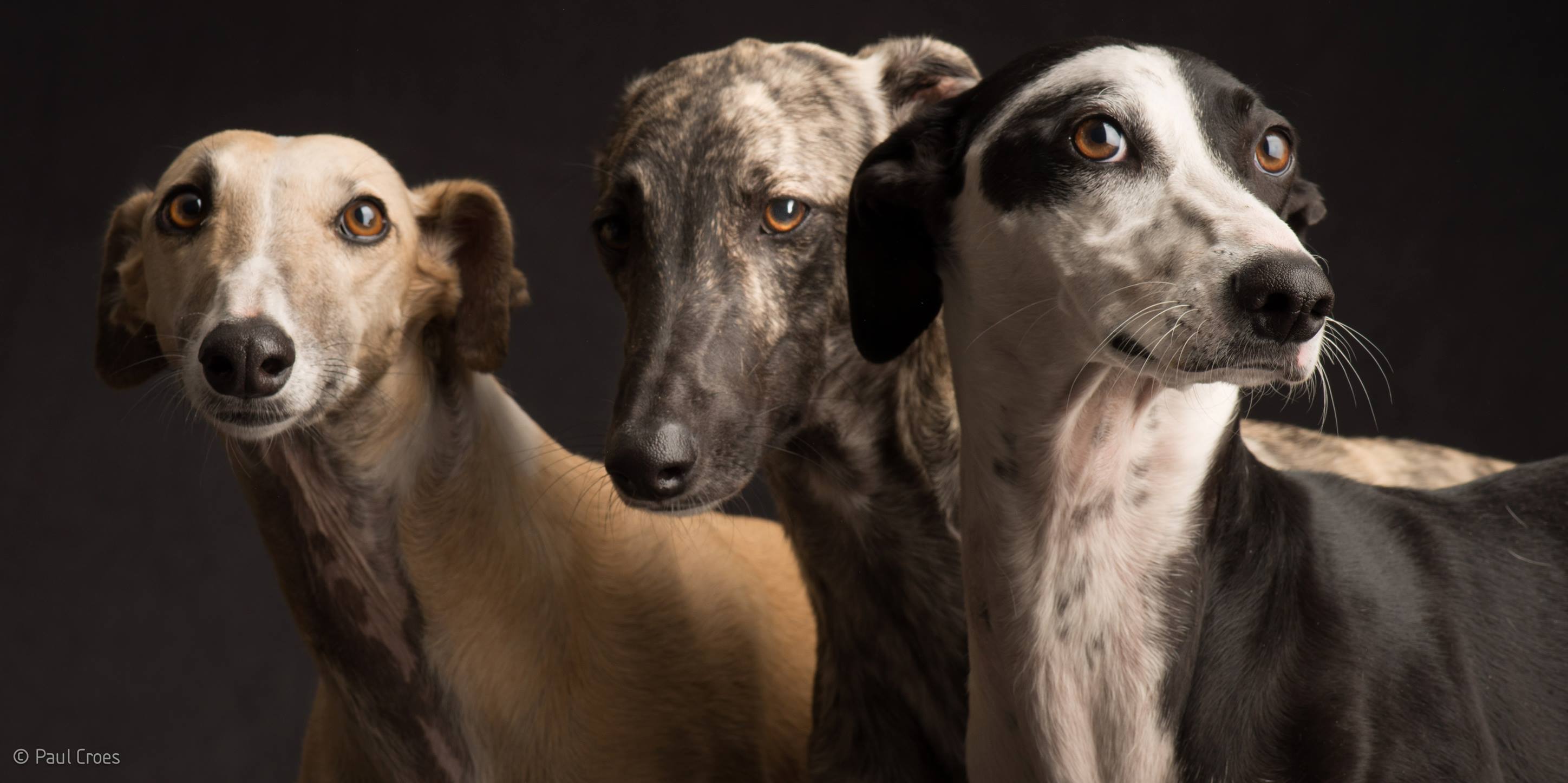 Paul Croes – Photographie animaliere, portraits studio – chiens