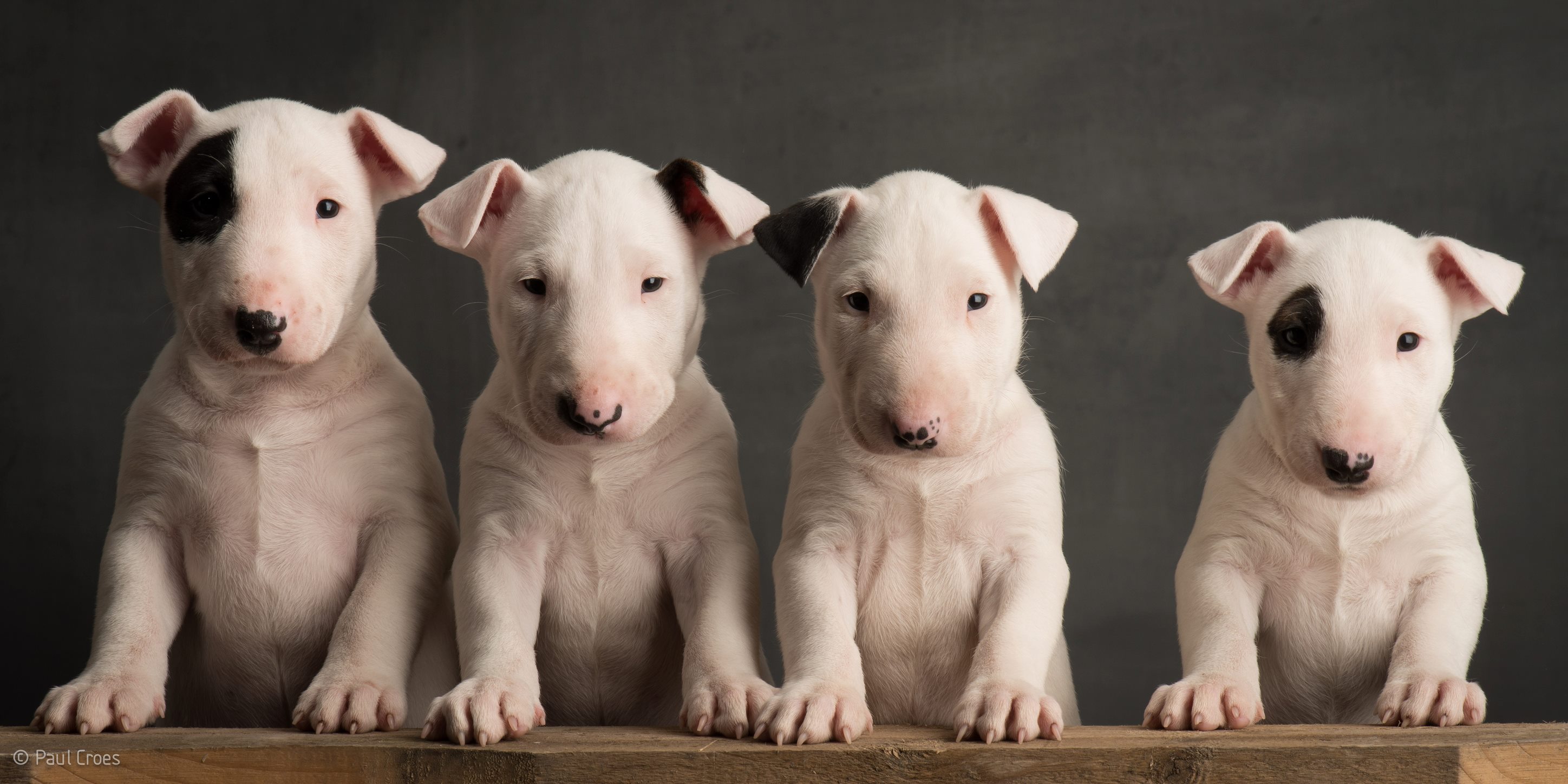 Paul Croes – Photographie animaliere, portraits studio