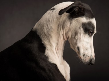 Paul Croes – Photographie animaliere, portraits studio / chien