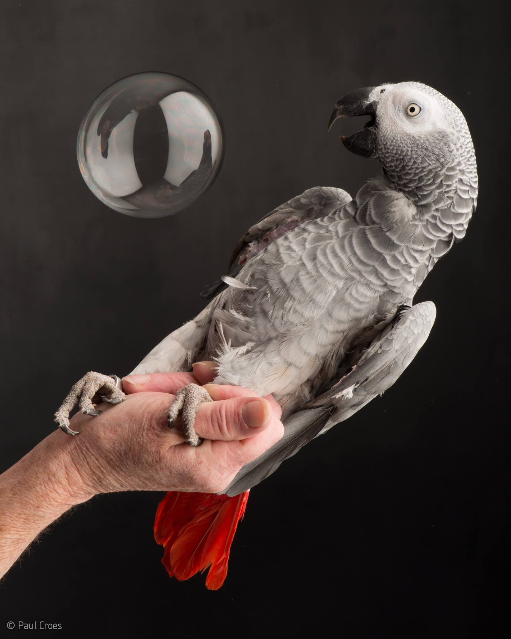 Paul Croes – Photographie animaliere, portraits studio