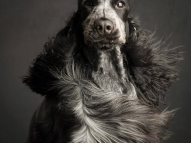 Paul Croes – Photographie animaliere, portraits studio