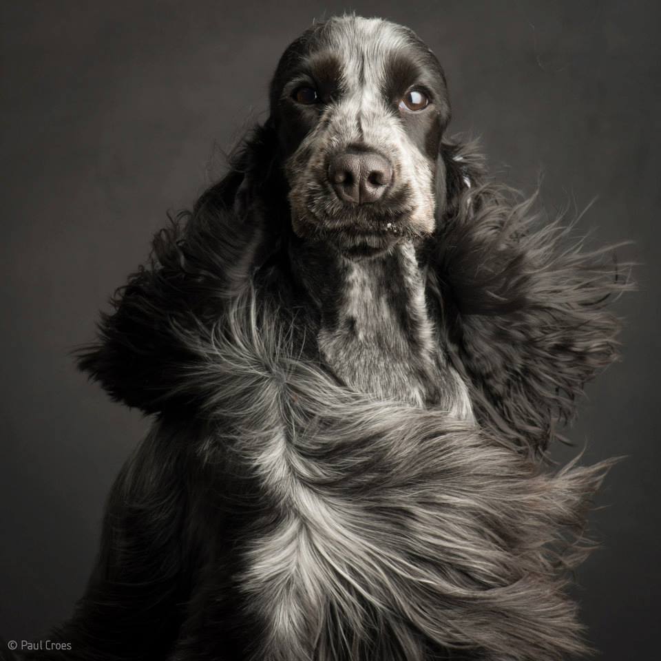 Paul Croes – Photographie animaliere, portraits studio