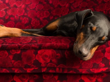 Paul Croes – Photographie animaliere, portraits studio – Doberman