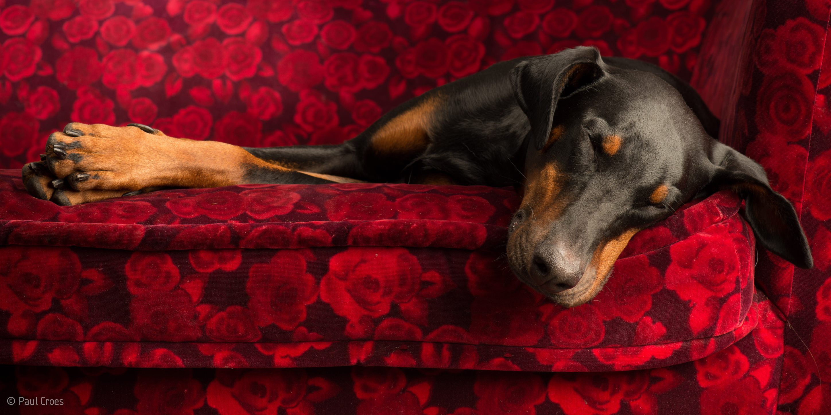 Paul Croes – Photographie animaliere, portraits studio – Doberman