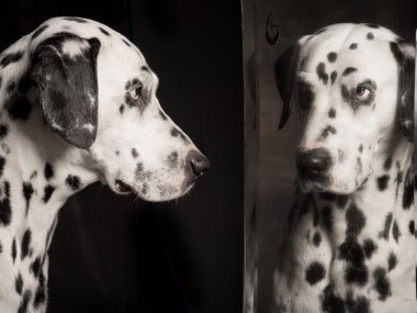 Paul Croes – Photographie animaliere, portraits studio