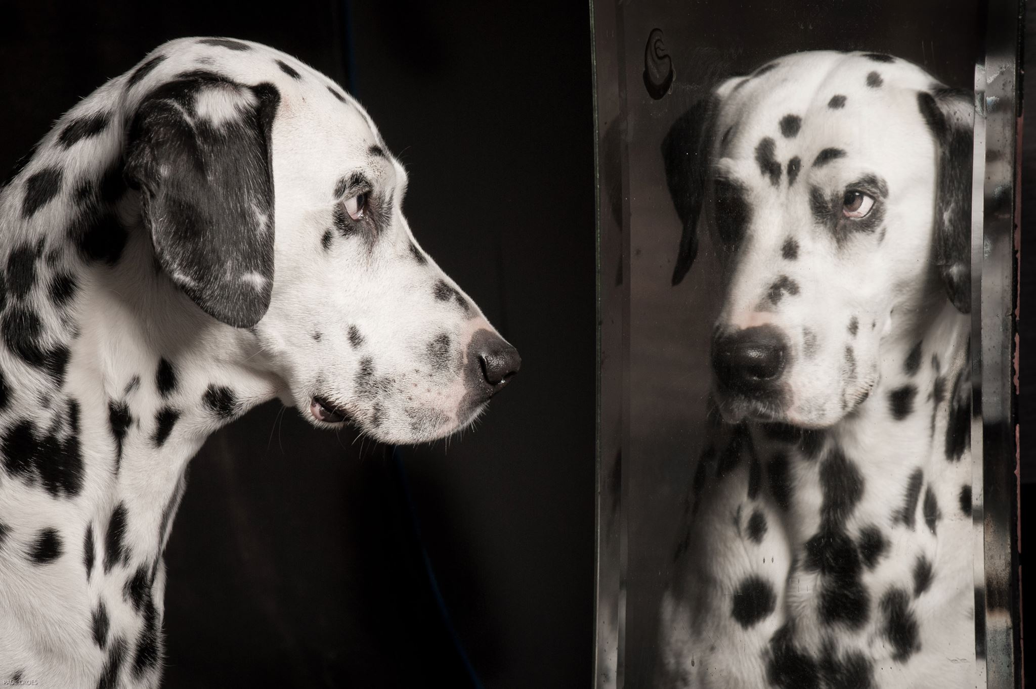 Paul Croes – Photographie animaliere, portraits studio