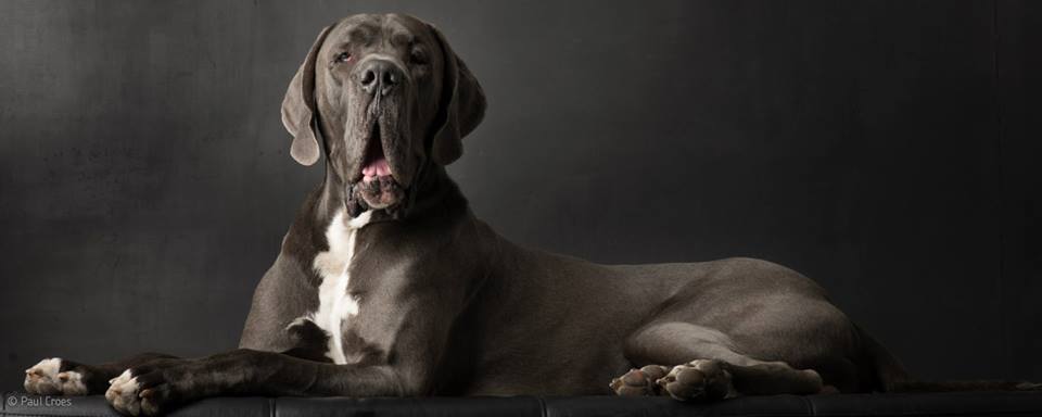 Paul Croes – Photographie animaliere, portraits studio