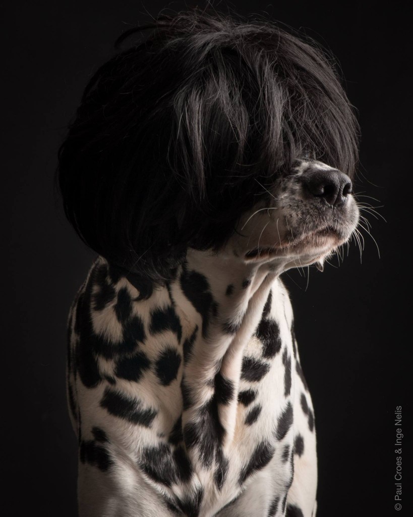 Paul Croes - Photography animal