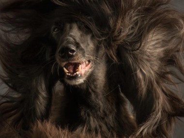 Paul Croes – photos studio animals