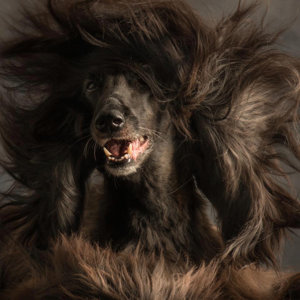 Paul Croes – photos studio animals