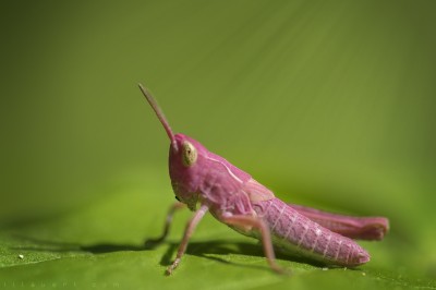 Macrophoto – Sauterelle rose / Pink grasshopper