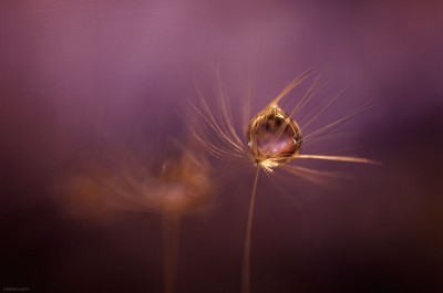 Macro Drops dream / ©LilaVert