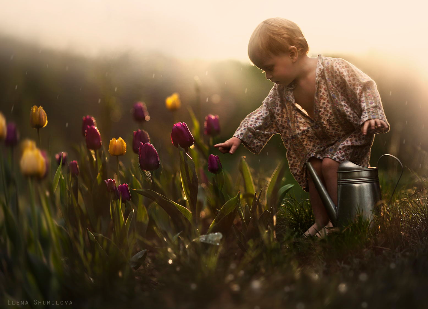 Elena Shumilova – Photographie – Tulipes