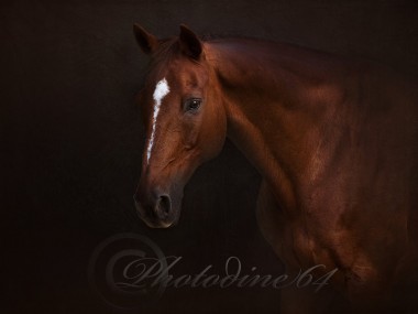 PHOTODINE64 – photographie equine2