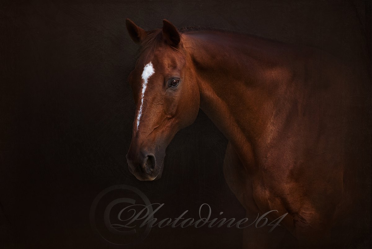 PHOTODINE64 – photographie equine2