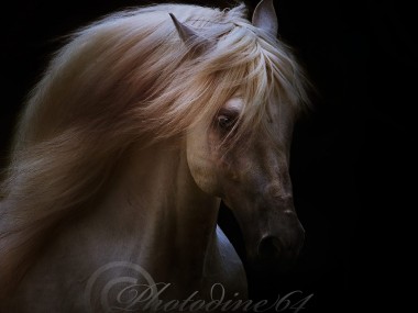 PHOTODINE64 – photographie equine3