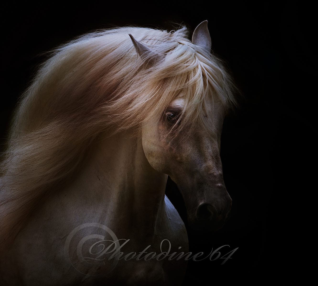 PHOTODINE64 – photographie equine3