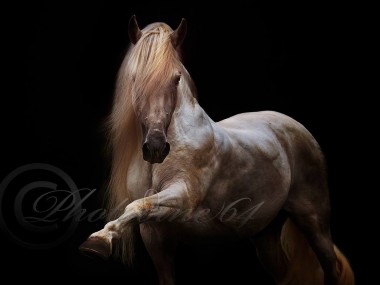 PHOTODINE64 – photographie equine4