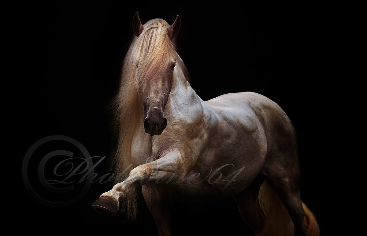 PHOTODINE64 – photographie equine4