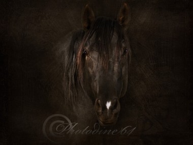 PHOTODINE64 – photographie equine5