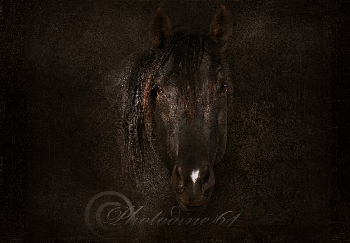 PHOTODINE64 – photographie equine5