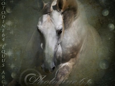 PHOTODINE64 – photographie equine6