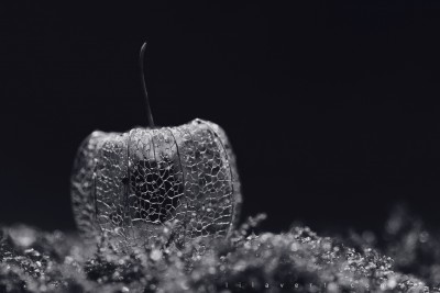 Physalis – Macrophotography ©LilaVert