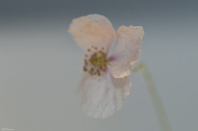 coquelicot blanc – White poppy, macro ©LilaVert