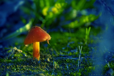 Macro Champignon – 1 cm ©LilaVert