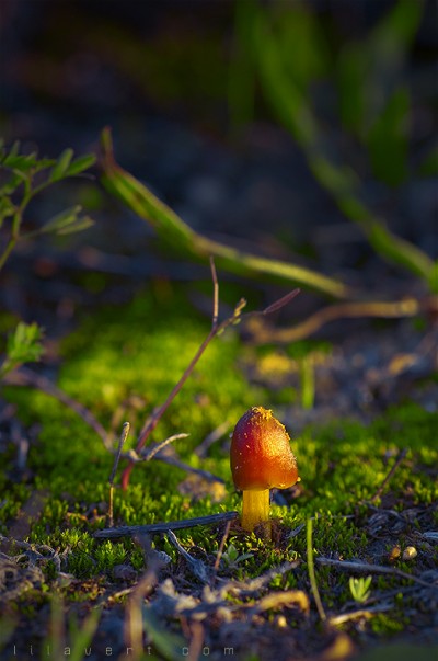 Champignon ambiance automne – Macro – ©LilaVert