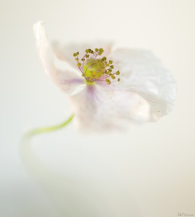 coquelicot blanc – White poppy, macro ©LilaVert