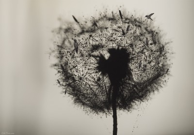 Dandelion Birds / Photomanipulation macro ©LilaVert