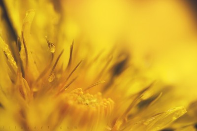 Dandelion – Macro ©LilaVert