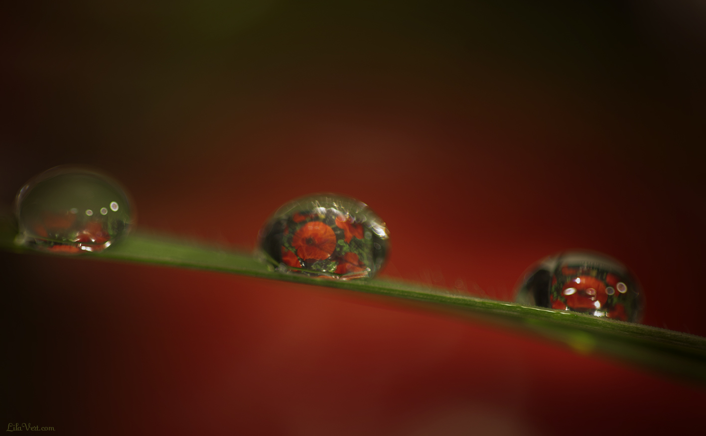 Coquelicots dans gouttes d'eau - Poppies drops