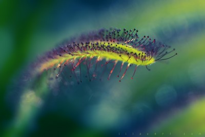 Drosera capensis – Plante carnivore / Macrophotographie ©LilaVert
