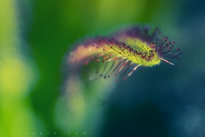 Drosera capensis – Plante carnivore / Macrophotographie ©LilaVert