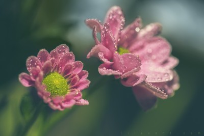 Fairy day – Macrophotographie fleurs ©LilaVert