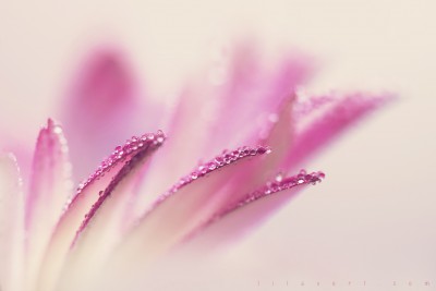 Waves – Petals flower drops macrophotography ©LilaVert