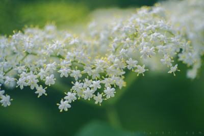 Party day – Pistils flowers / macro photographies ©LilaVert