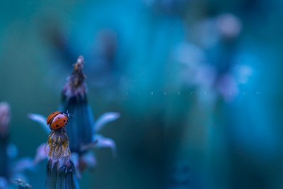 Ladybug – macrophotography ©LilaVert