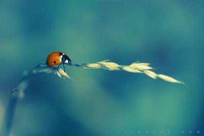 Ladybug – Blue background / ©LilaVert