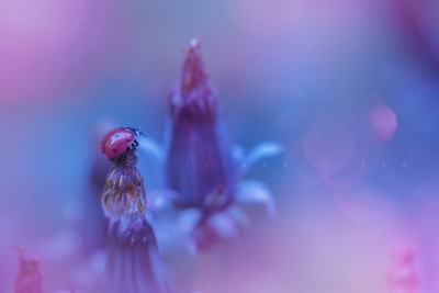 Ladybug fantasy world ©LilaVert