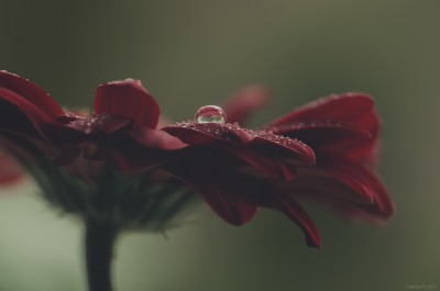 Macro proxy flower ambiance – ©LilaVert / Nikon D300 – Sigma 150 macro